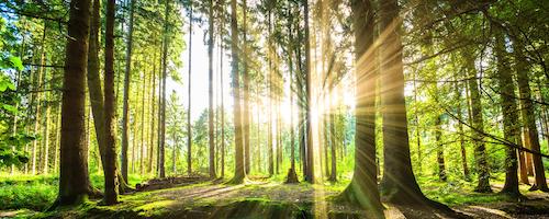 Erholung im Wald