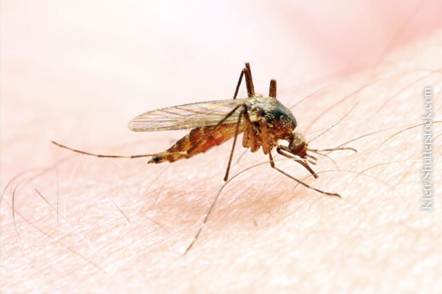 Malaria: neuer Impfstoff getestet
